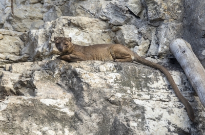 SA Zoo Fossa 2025